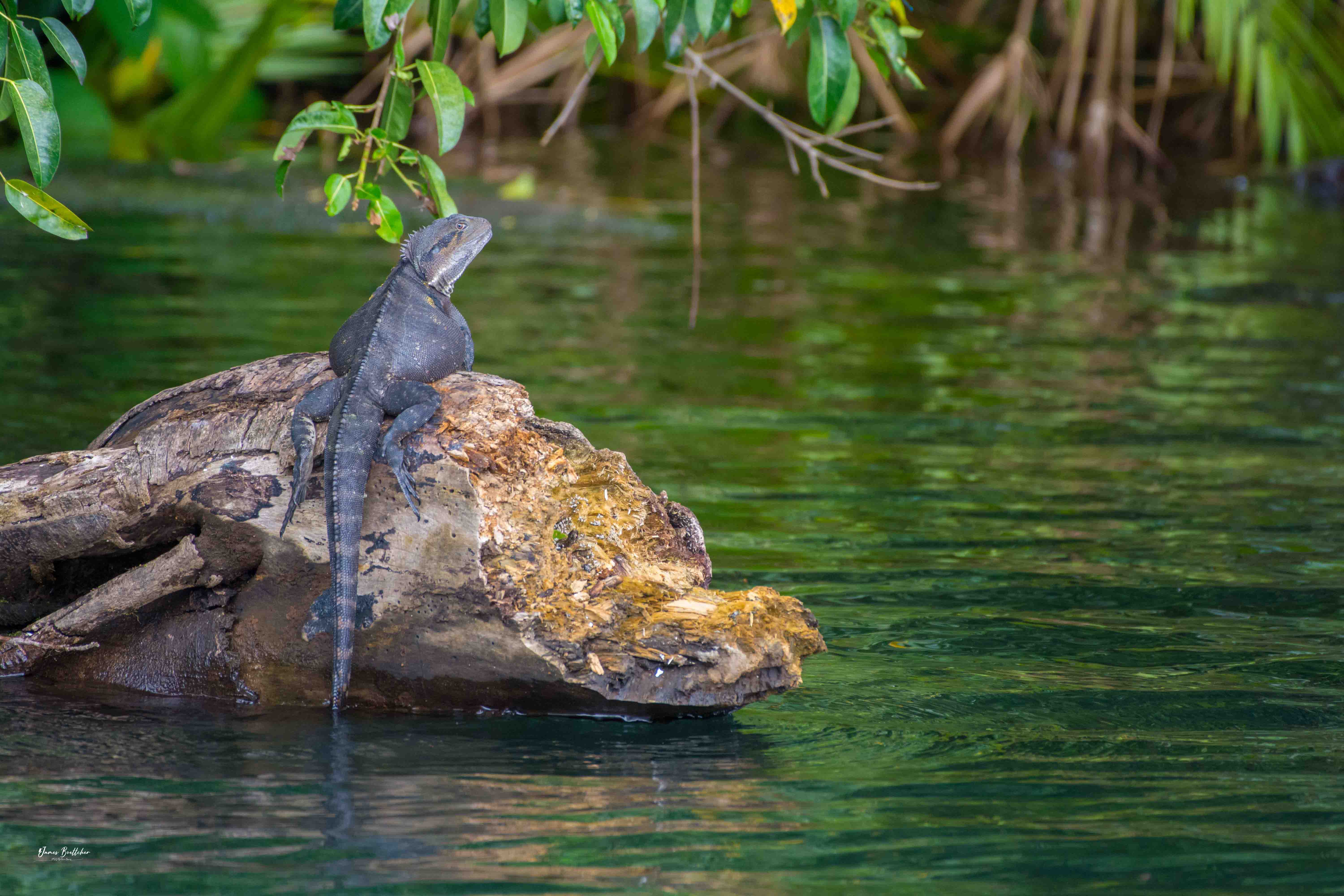 Private Atherton Tablelands  Nature and Wildlife Tour