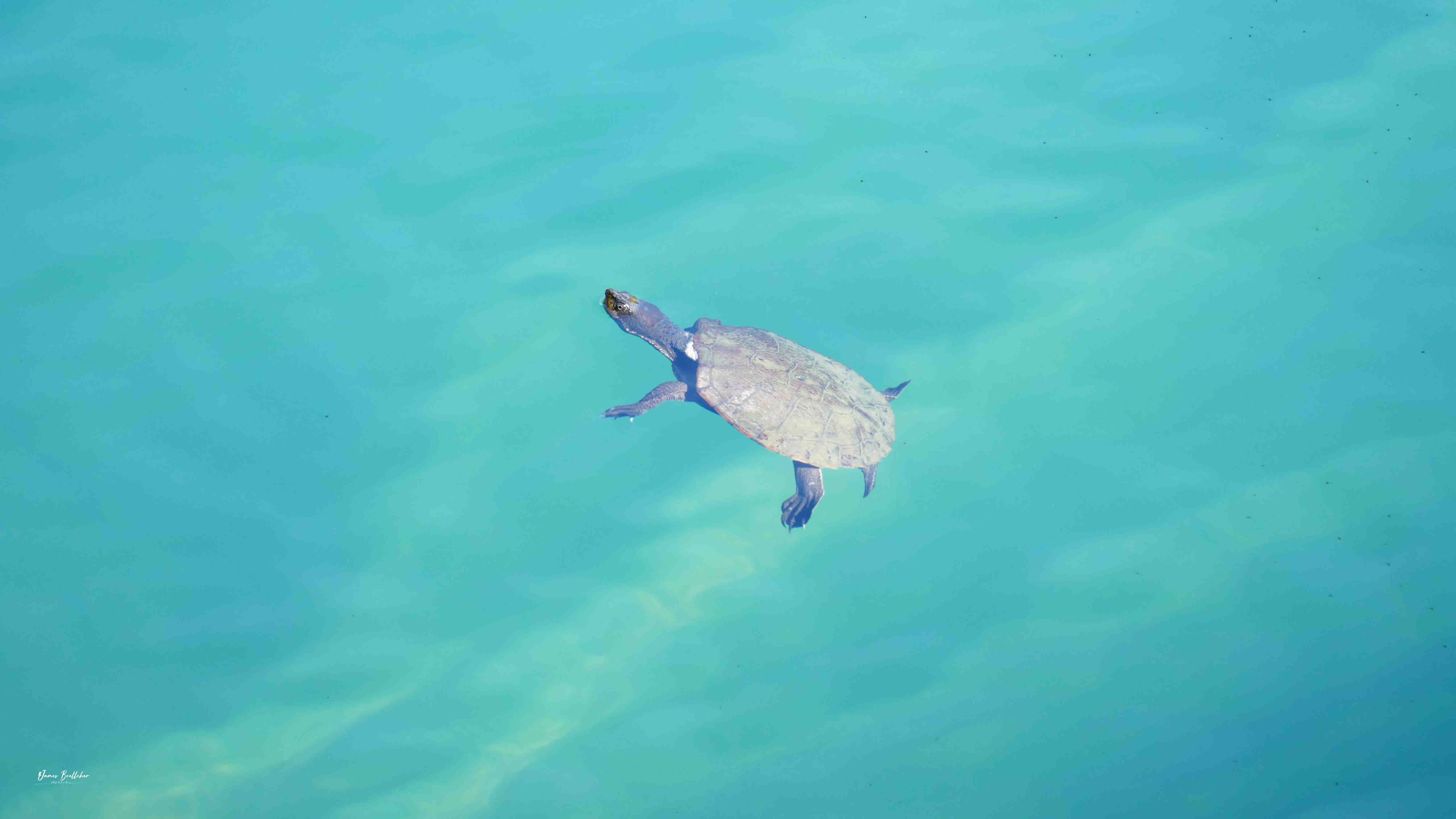 Private Atherton Tablelands  Nature and Wildlife Tour