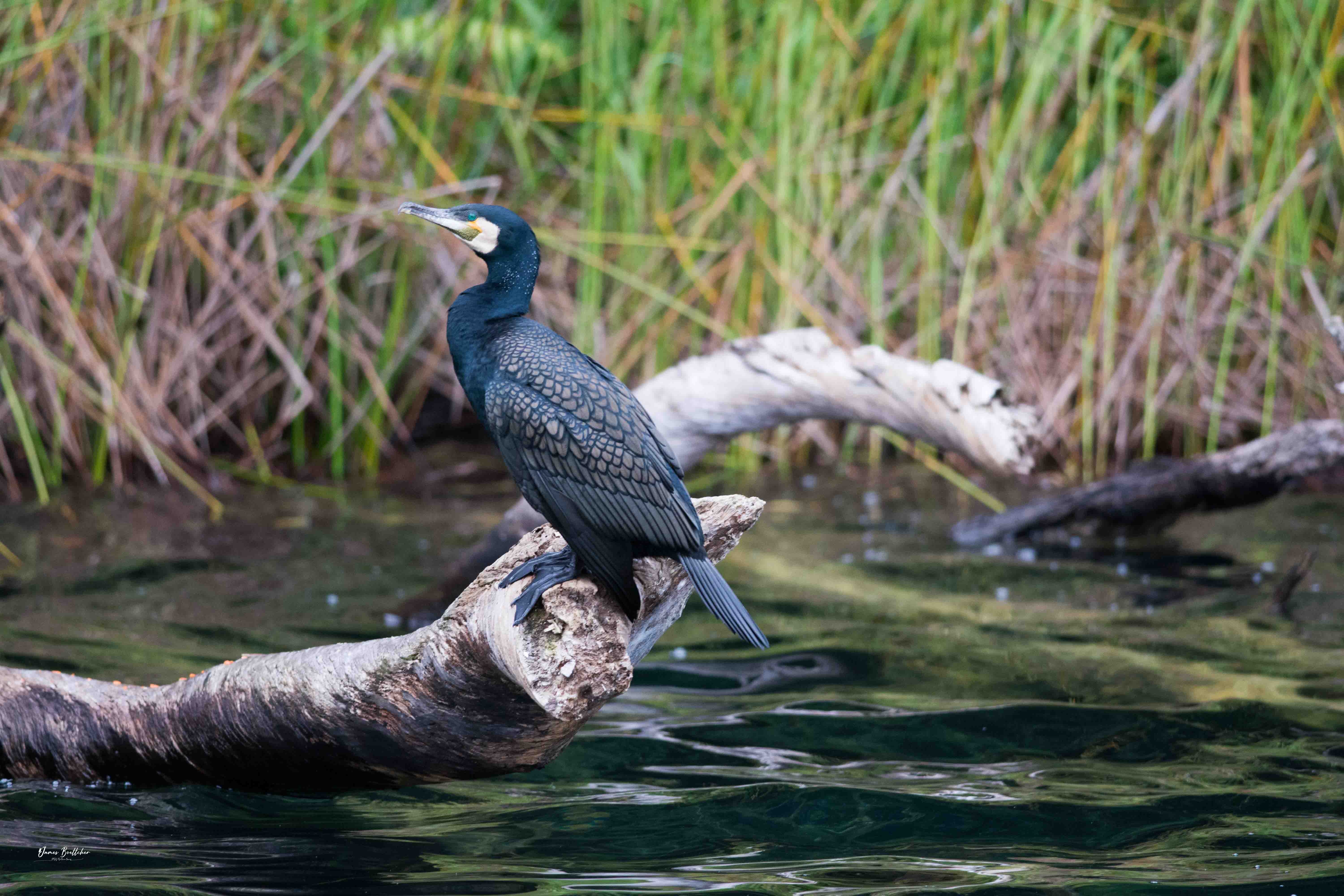 Private Atherton Tablelands  Nature and Wildlife Tour