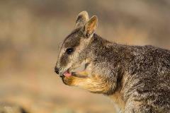 Private Rainforest and Savannah 4WD Safari