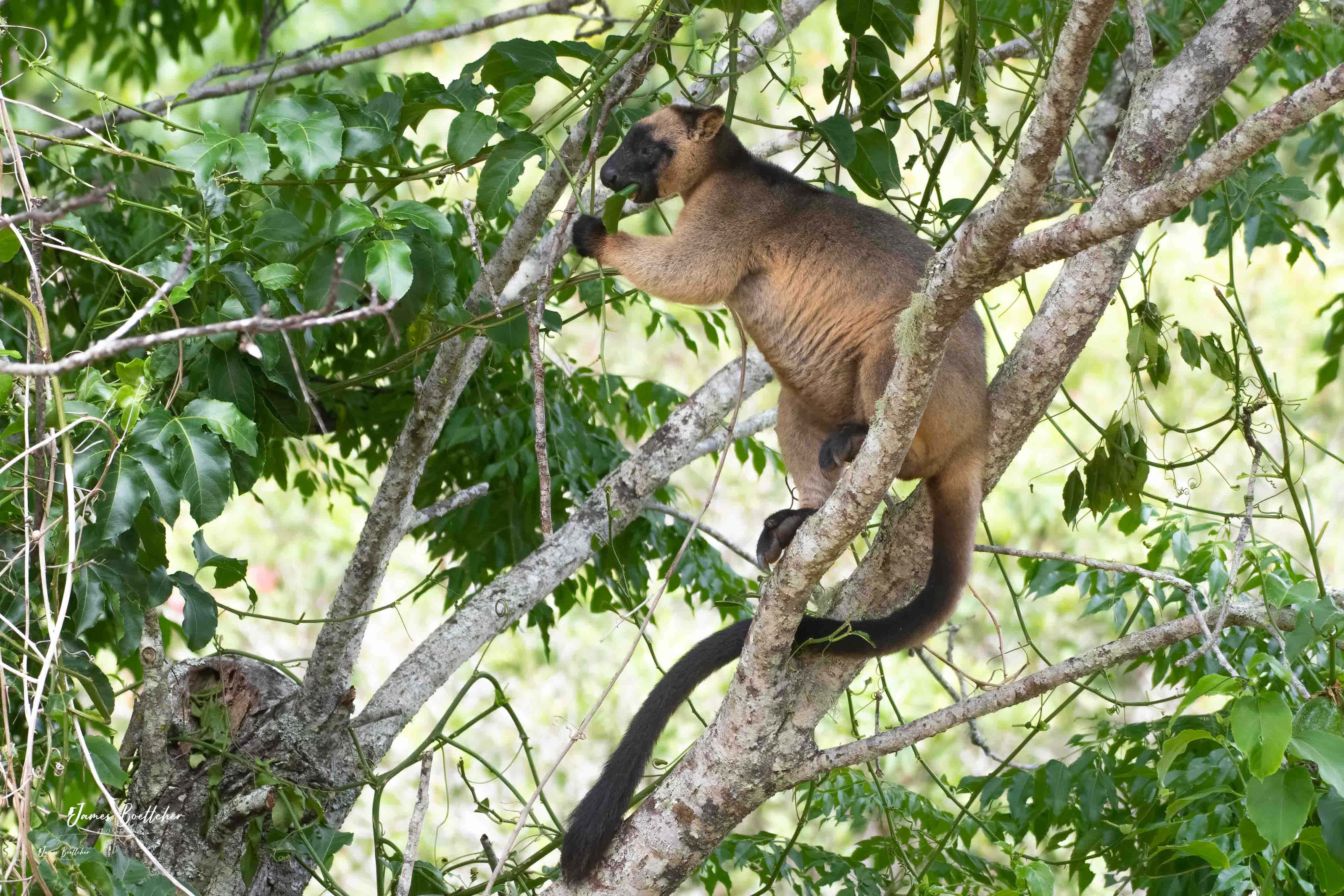 Private Atherton Tablelands  Nature and Wildlife Tour