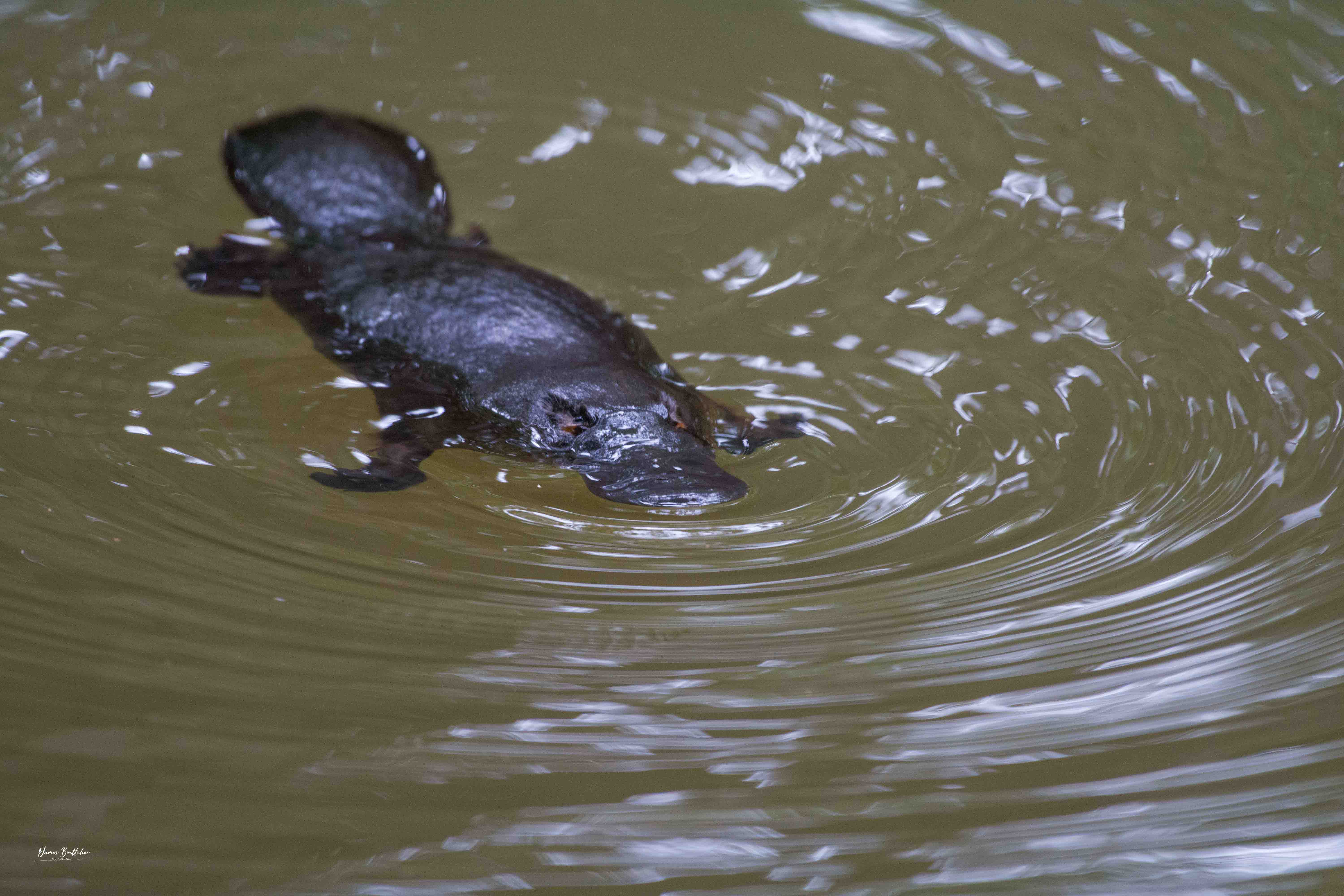 Private Atherton Tablelands  Nature and Wildlife Tour