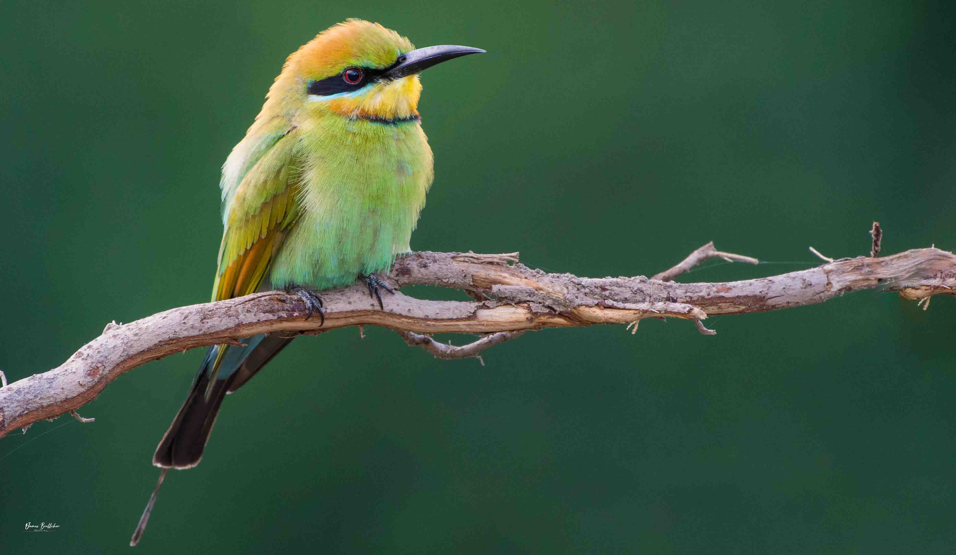 Private Atherton Tablelands  Nature and Wildlife Tour