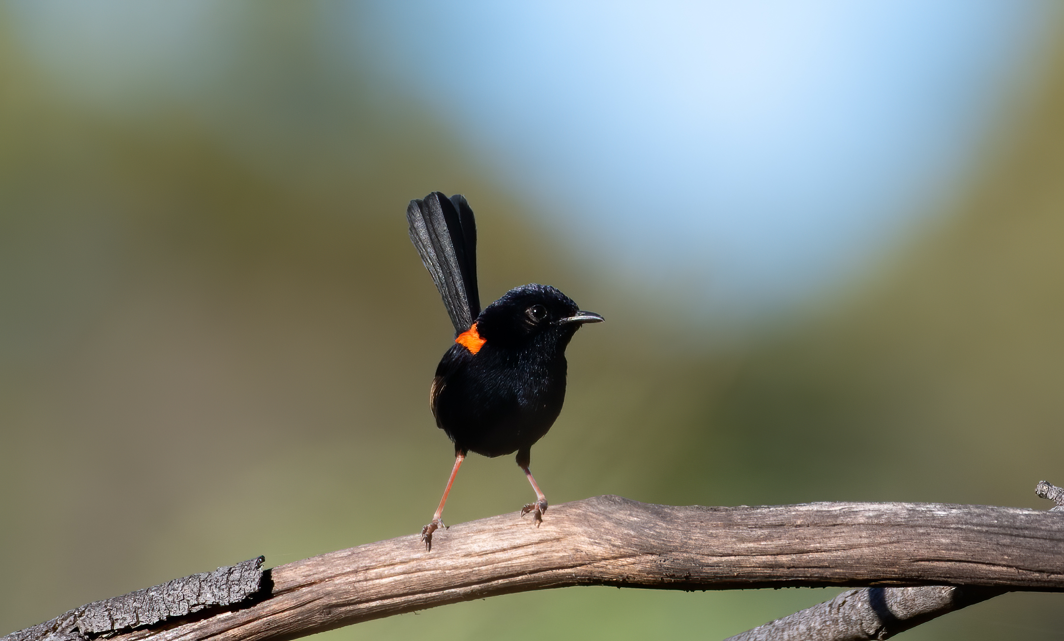 Birdwatching Day Tour