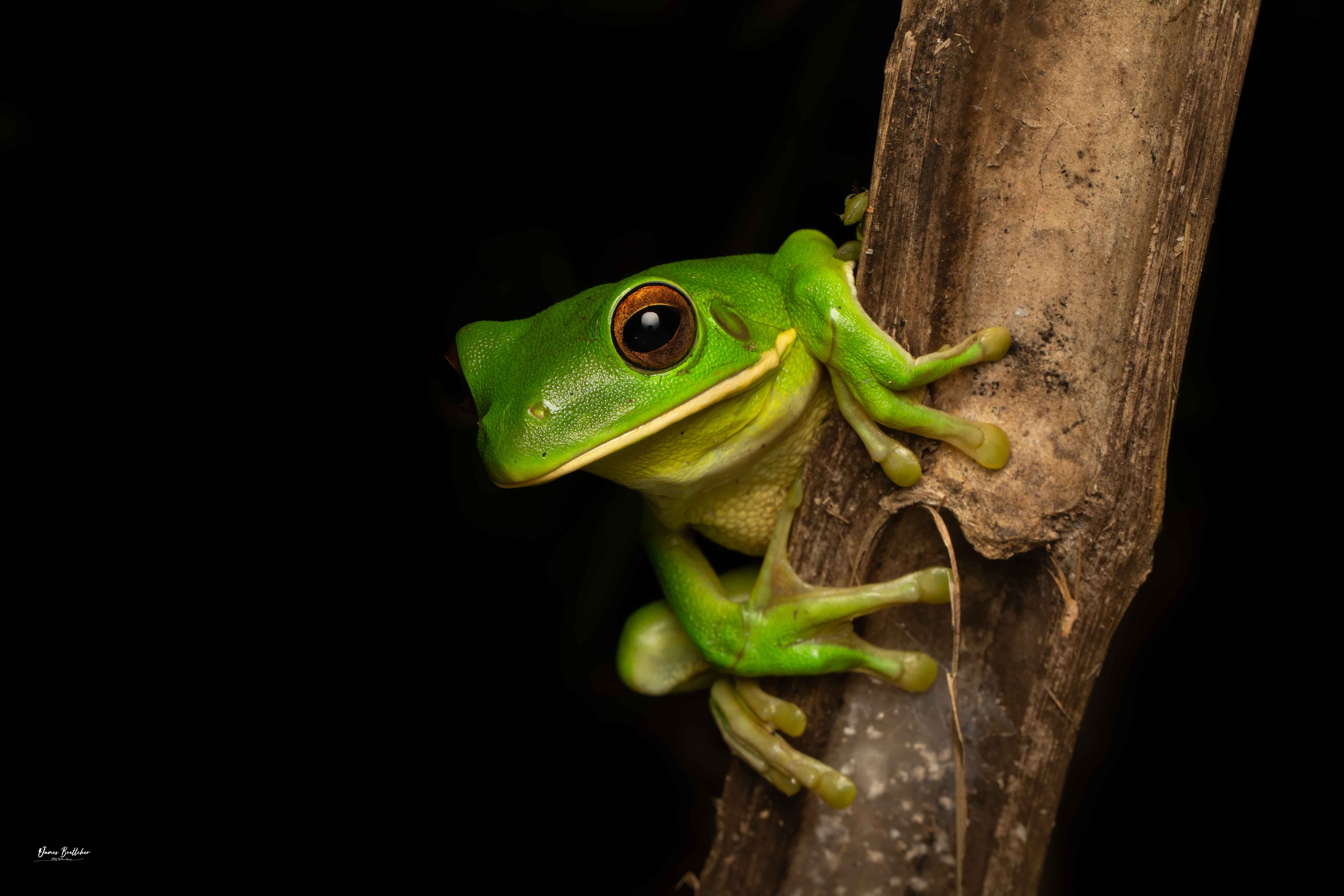 Daintree Afternoon and Nocturnal Tour