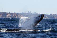 Sydney Eco Whale Watching
