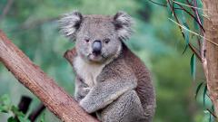 Gift Voucher Yarra Valley Wine & Wildlife Premium Tour