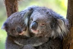 Yarra Valley Wine & Wildlife Premium Tour