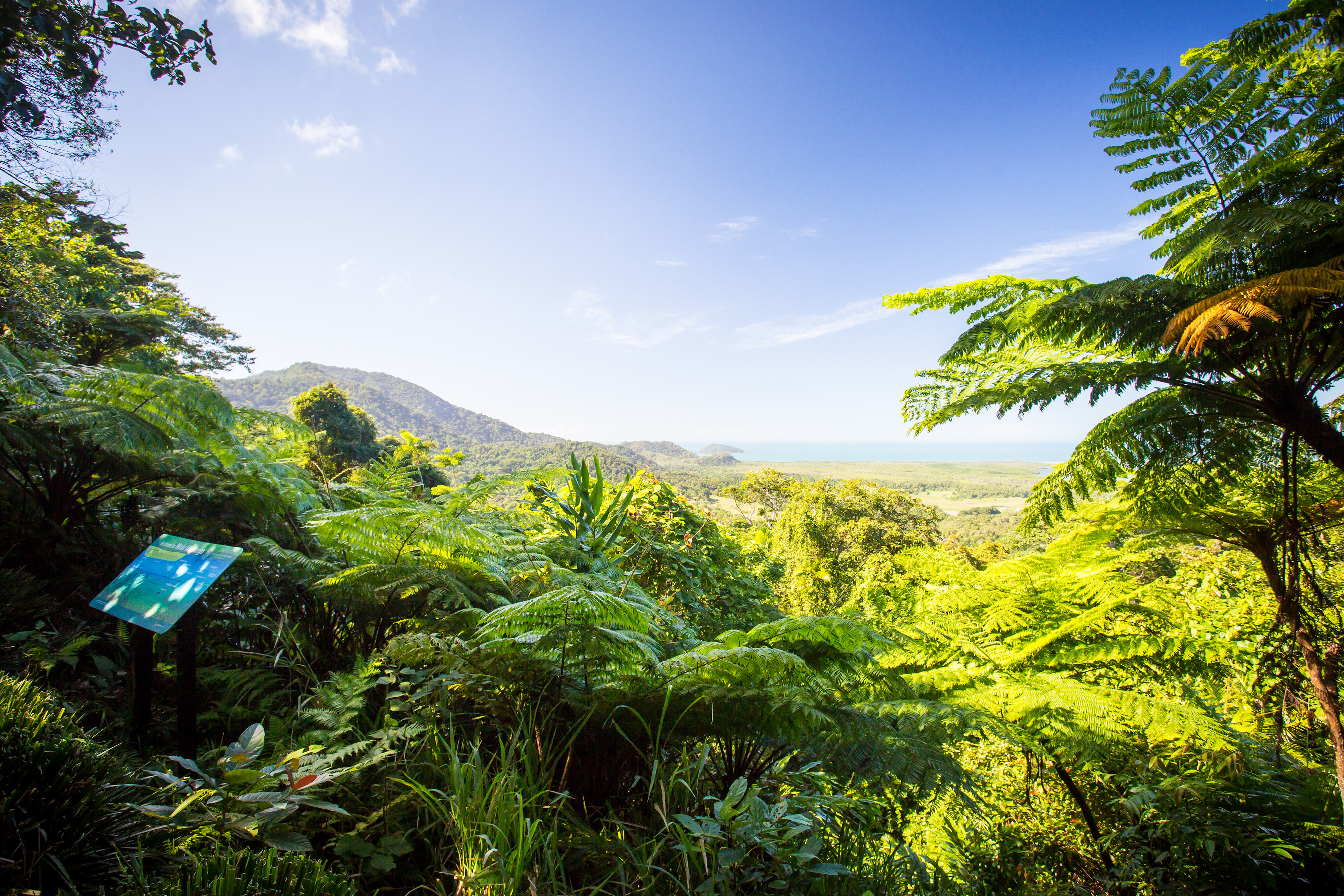 daintree rainforest day tour