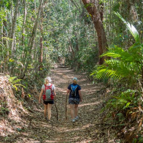 Mowbray Falls Bush Walking Tour