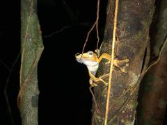 Night Frog Hunting At Kubah National Park (W4)