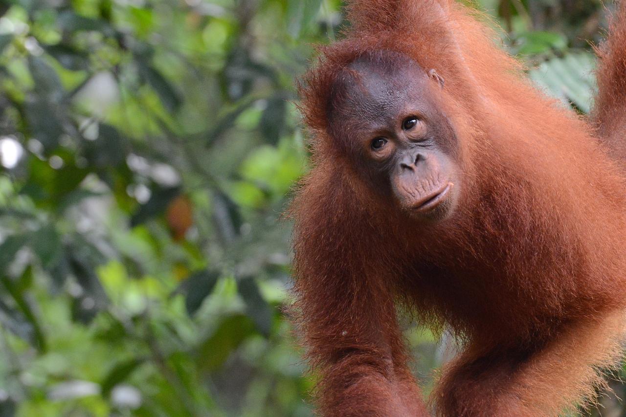 Kuching Orangutan Tour 