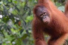 Semenggoh Orangutan Sanctuary (W1)