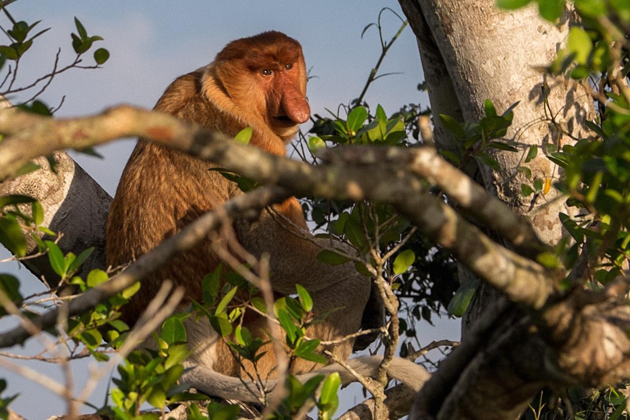 Best of Borneo Wildlife: Orangutan, Turtle, Kinabatangan (5D4N)