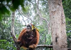 10-Day Best of Borneo Wildlife and Nature