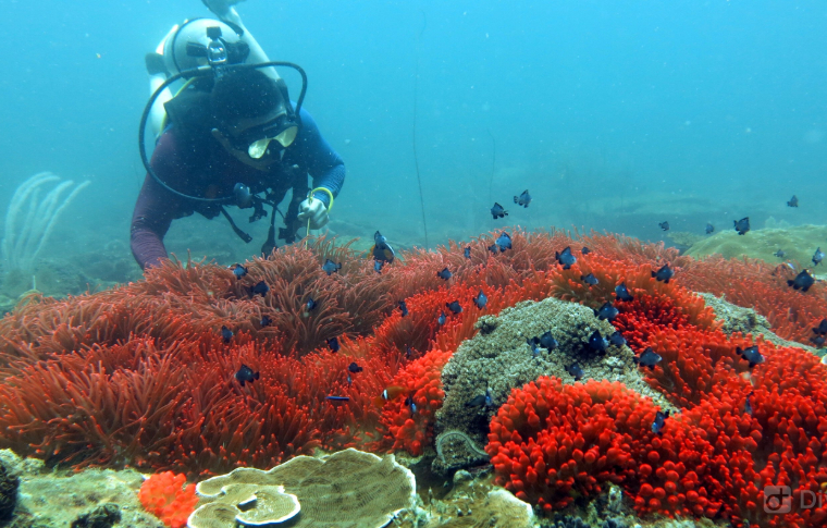 Dive Miri Coral Reefs National Park 