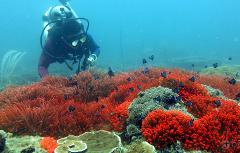 Dive Miri Coral Reefs National Park (D3)