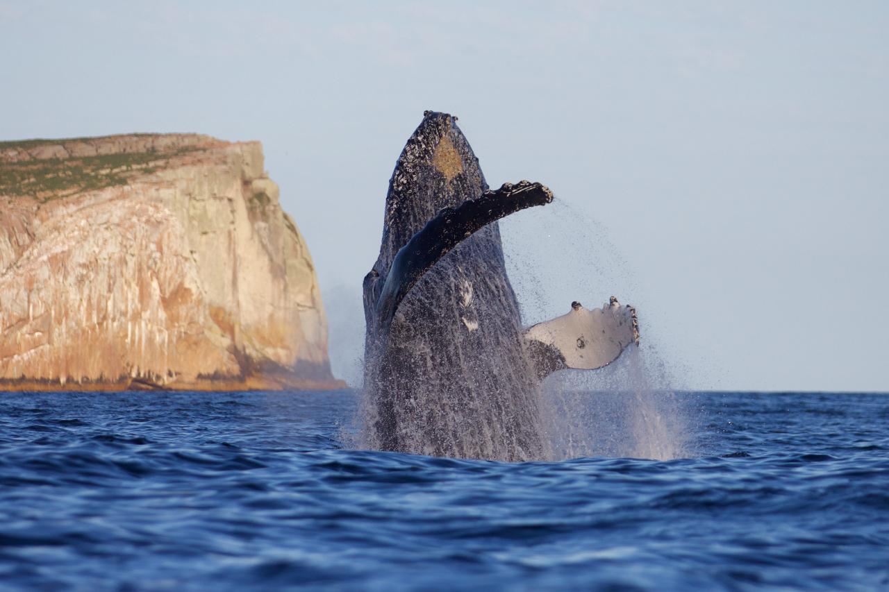 2+ hour Scenic Tour - Wildlife, Caves & Sea Cliffs