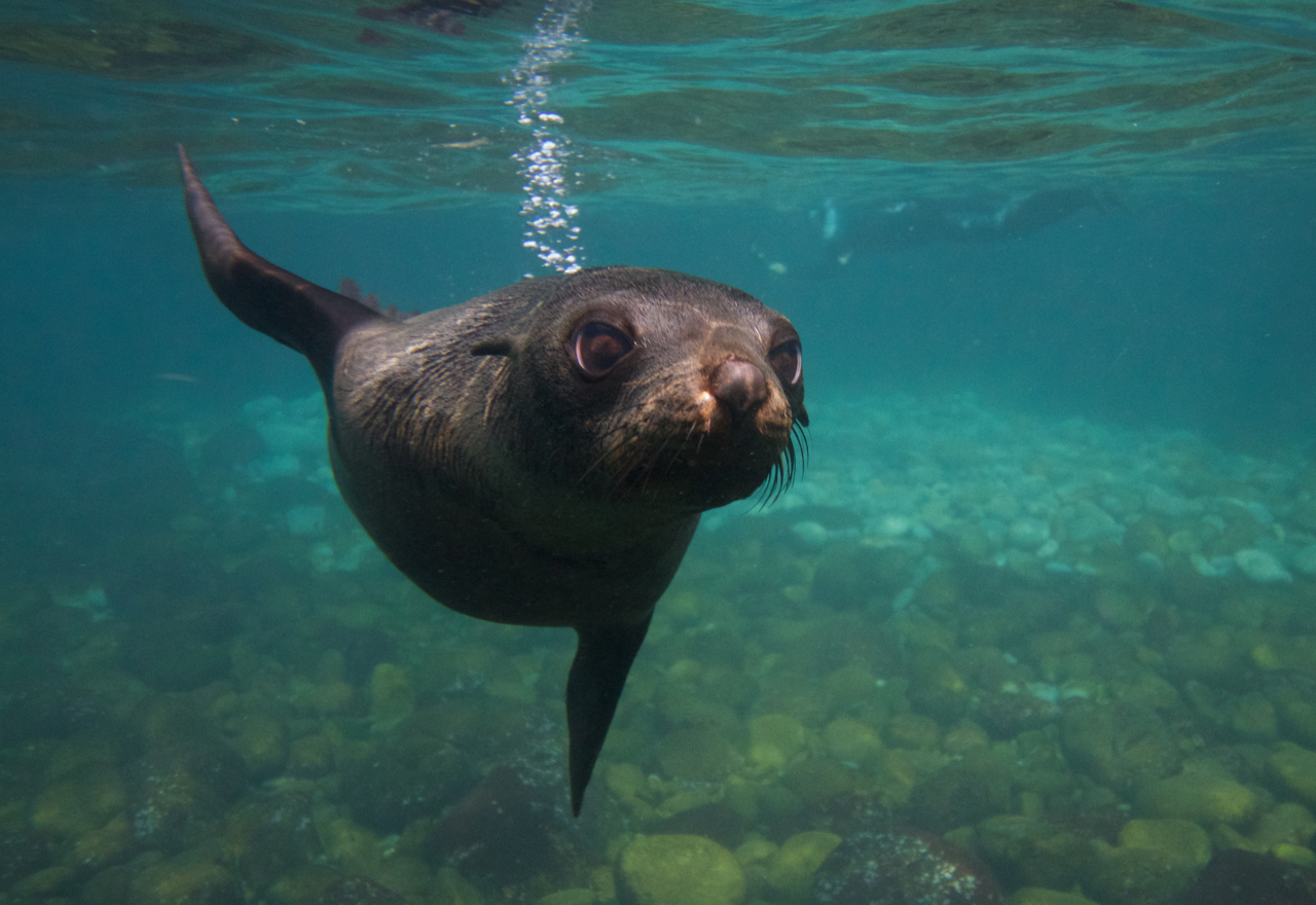 Seal & Ocean Expedition - Participant