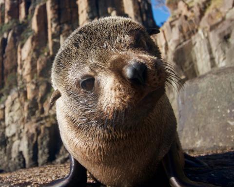 Seal & Ocean Expedition – Observer Tasmania Australia