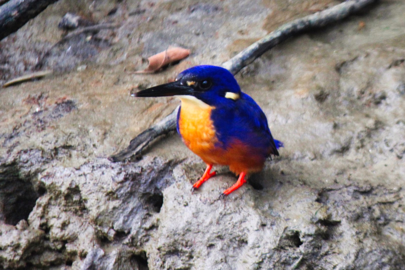 Crocodile Express Daintree Rainforest & Wildlife Cruise (from Daintree Village)