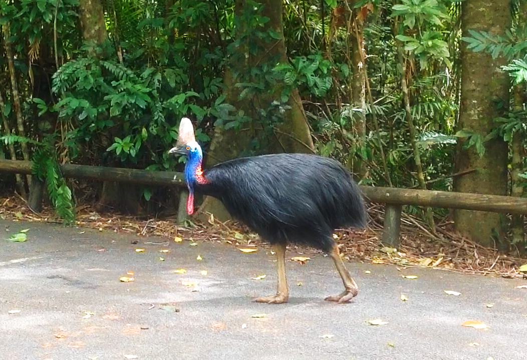 Crocodile Express Daintree River Cruise departing from Daintree Ferry Gateway & Daintree Discovery Centre Unlimited Pass