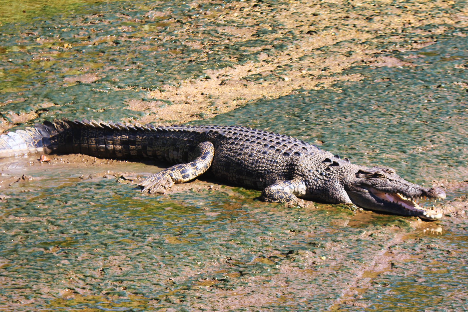 Crocodile Express Daintree Rainforest & Wildlife Cruise (from Daintree Village)