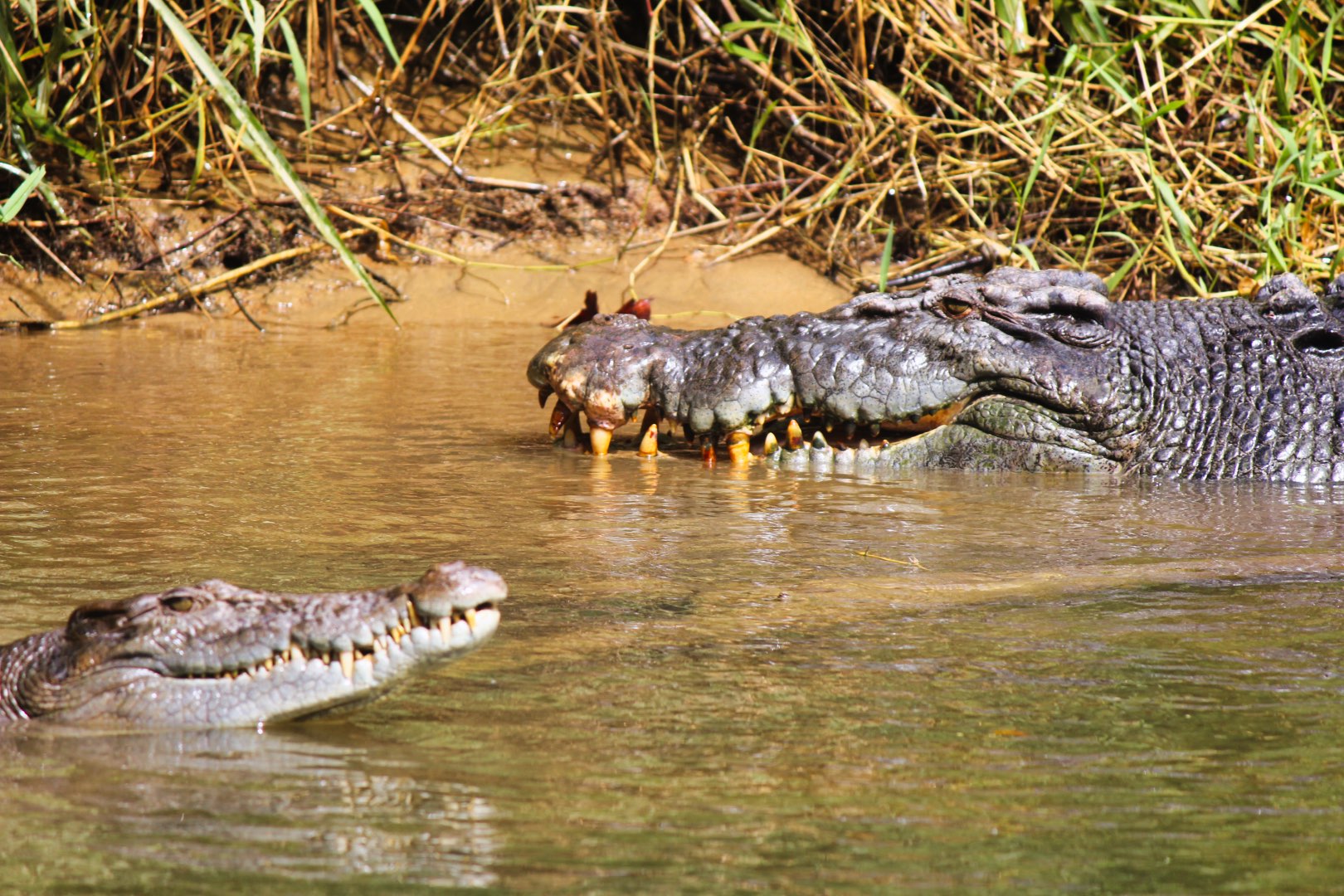 Crocodile Express Daintree Rainforest & Wildlife Cruise (from Daintree Village)