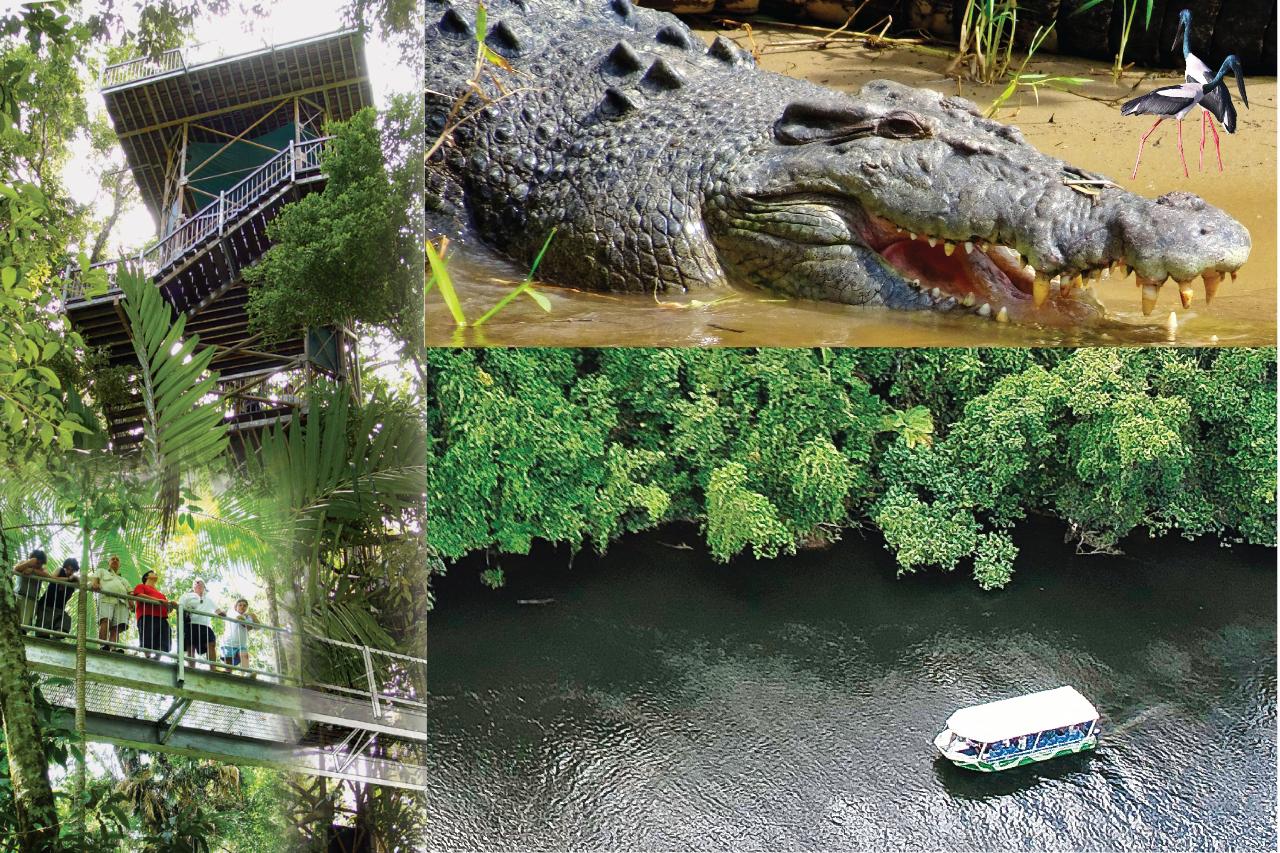 Crocodile Express Daintree River Cruise departing from Daintree Ferry Gateway & Daintree Discovery Centre Unlimited Pass 
