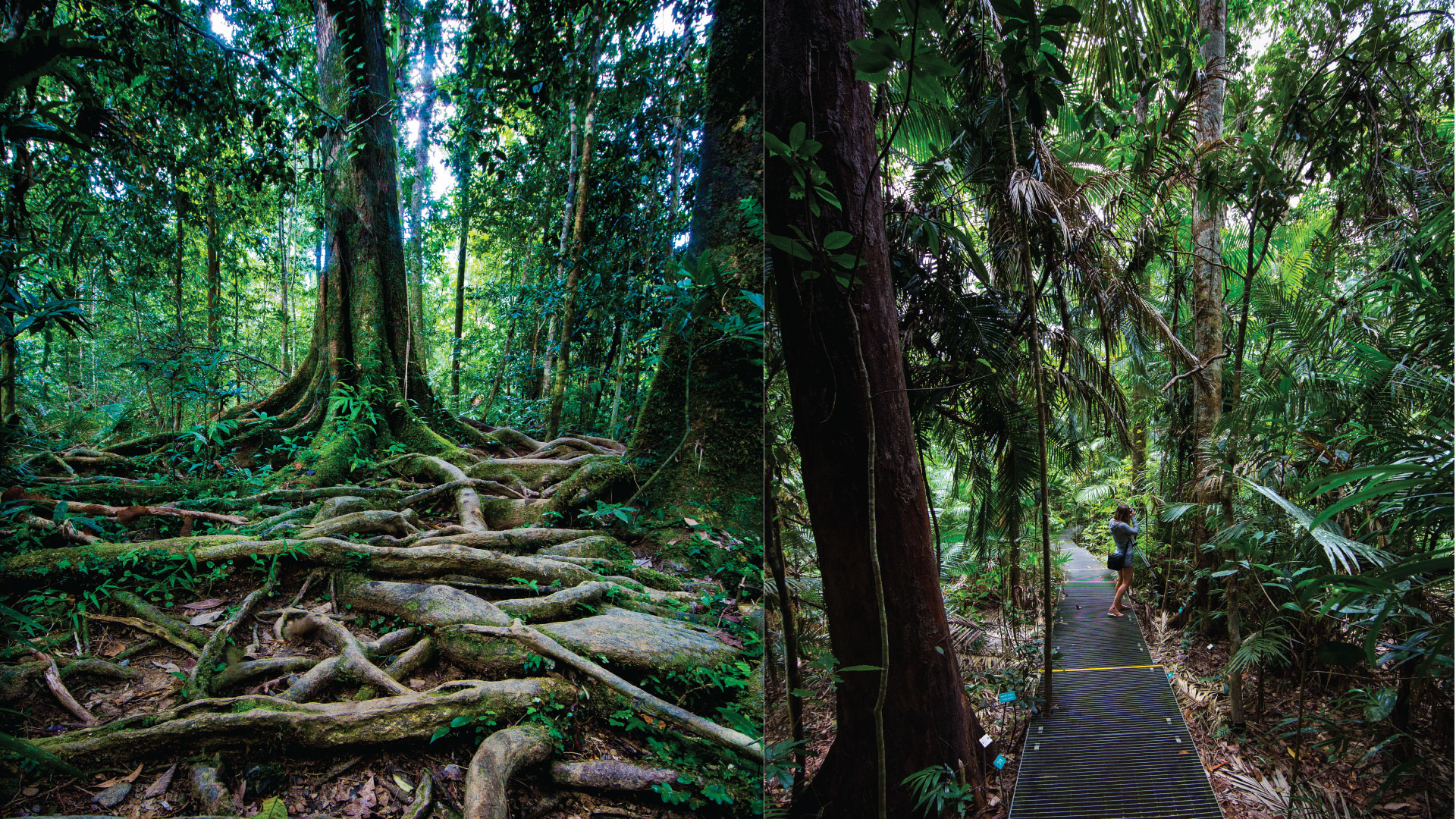 Crocodile Express Daintree River Cruise departing from Daintree Ferry Gateway & Daintree Discovery Centre Unlimited Pass