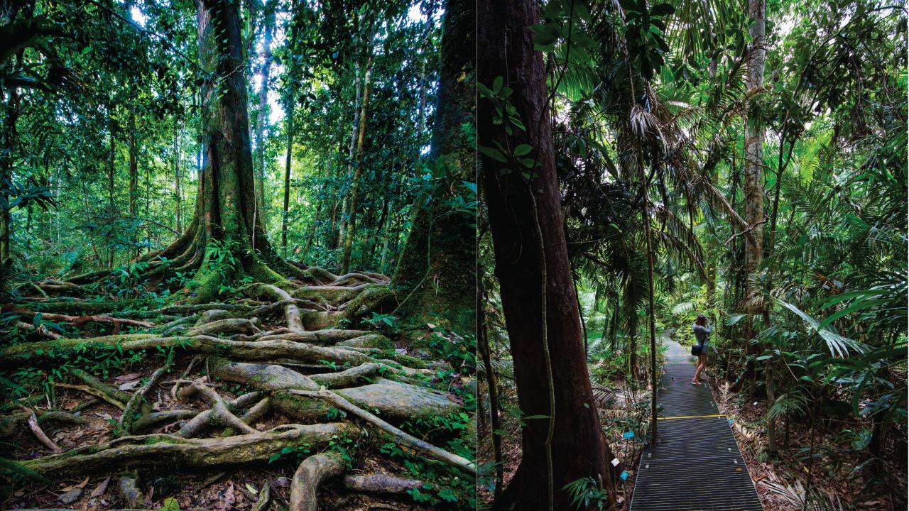 Crocodile Express Daintree River Cruise Daintree Village & Daintree
