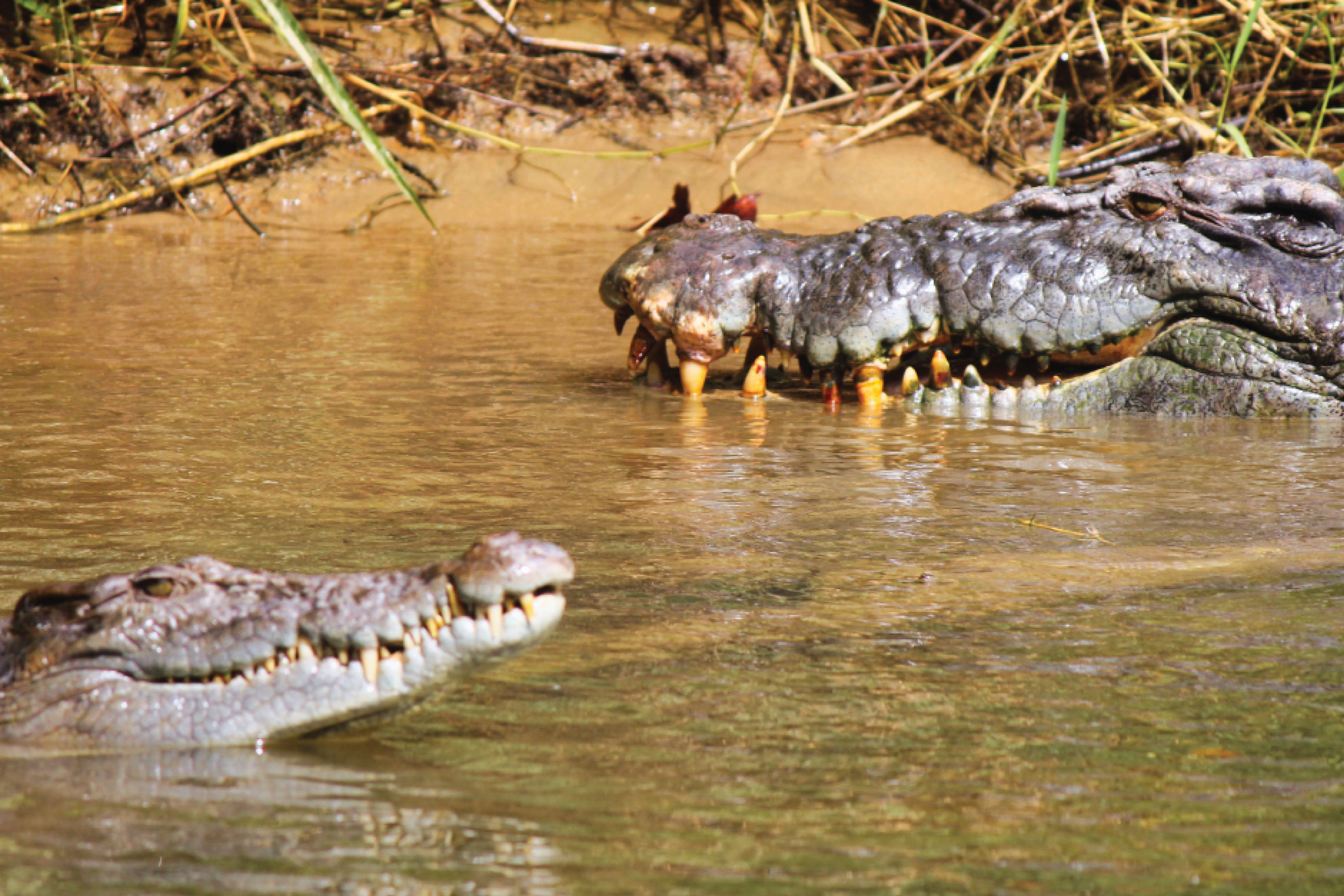 Crocodile Express Daintree River Cruise departing from Daintree Ferry Gateway & Daintree Discovery Centre Unlimited Pass
