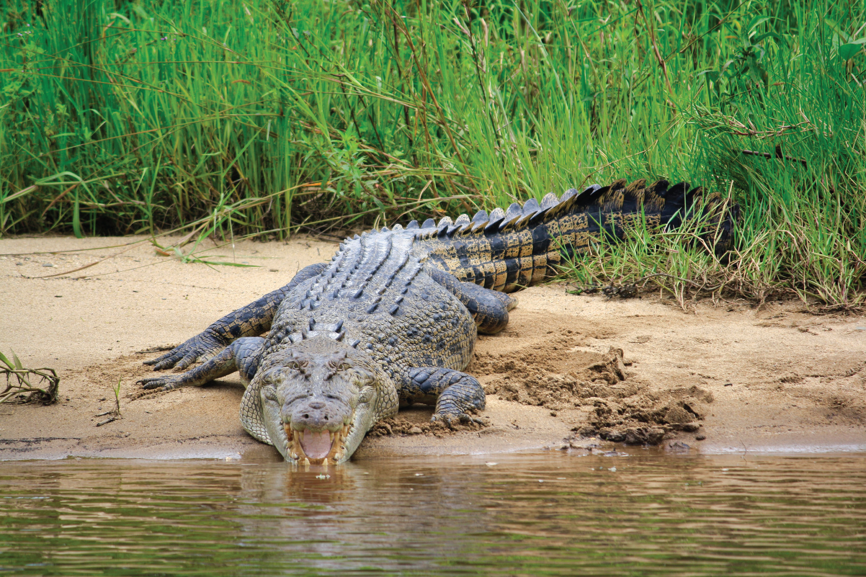 Crocodile Express Daintree River Cruise departing from Daintree Ferry Gateway & Daintree Discovery Centre Unlimited Pass