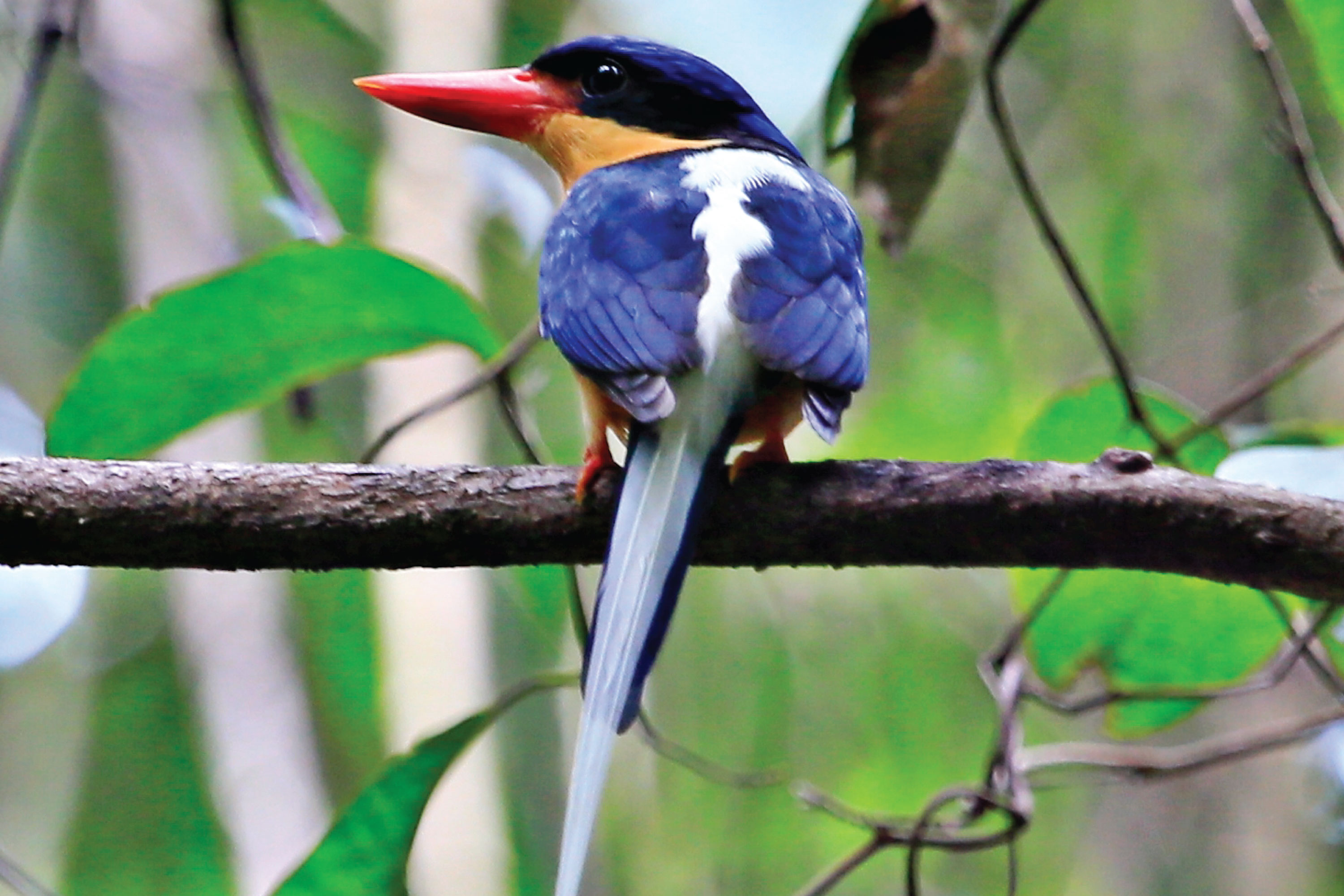 Crocodile Express Daintree River Cruise departing from Daintree Ferry Gateway & Daintree Discovery Centre Unlimited Pass