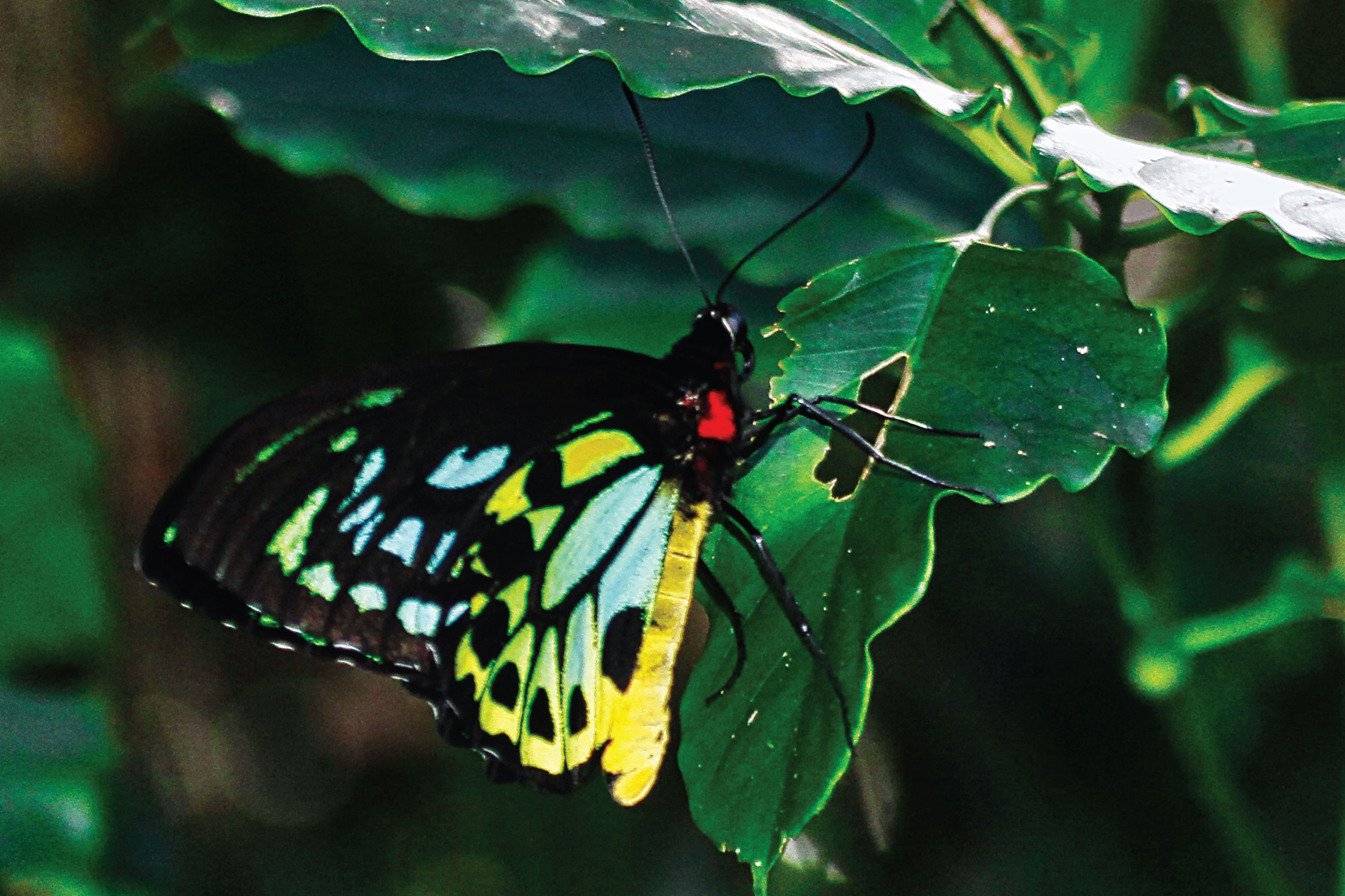 Crocodile Express Daintree River Cruise departing from Daintree Ferry Gateway & Daintree Discovery Centre Unlimited Pass