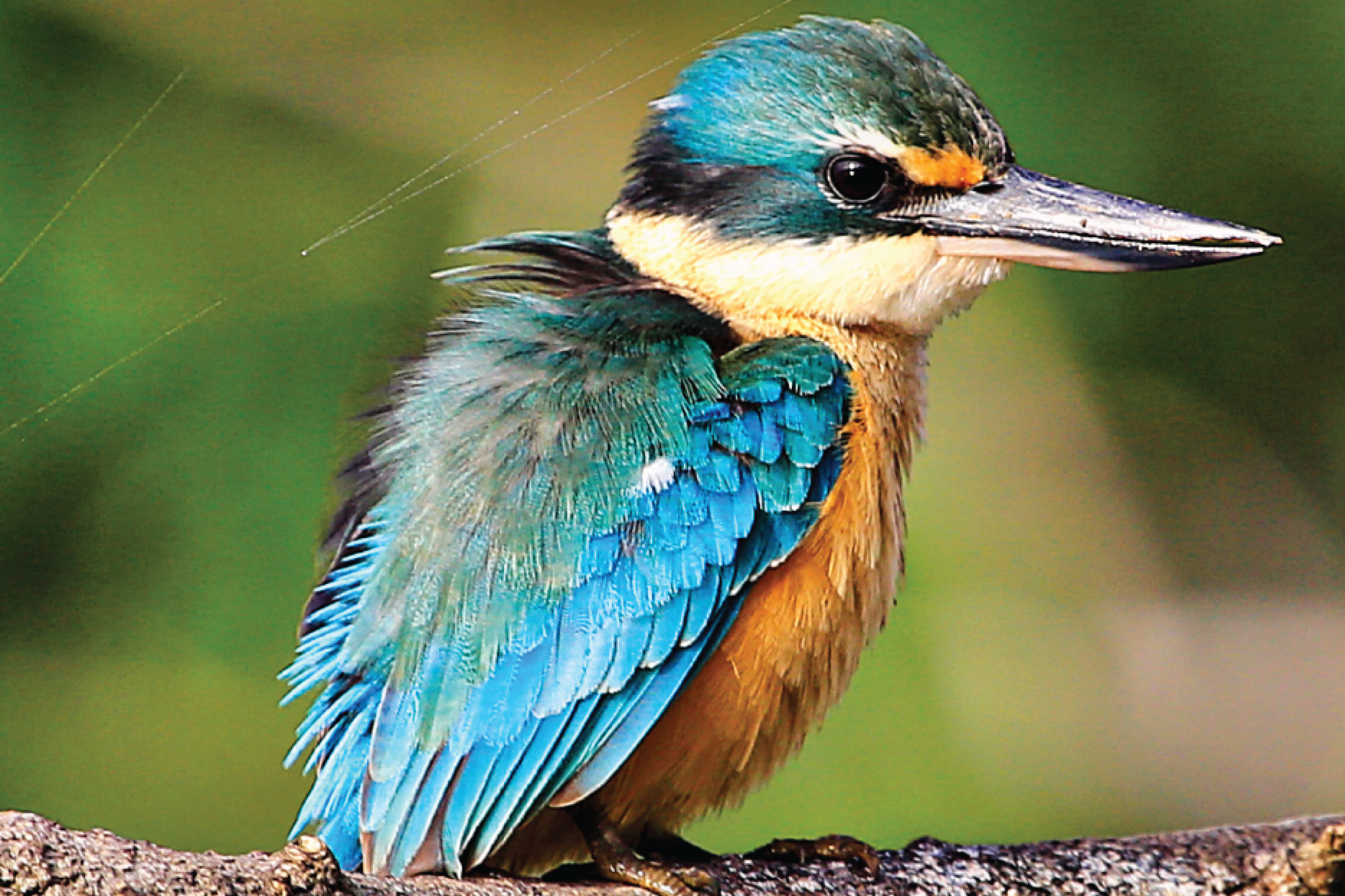 Crocodile Express Daintree River Cruise departing from Daintree Ferry Gateway & Daintree Discovery Centre Unlimited Pass