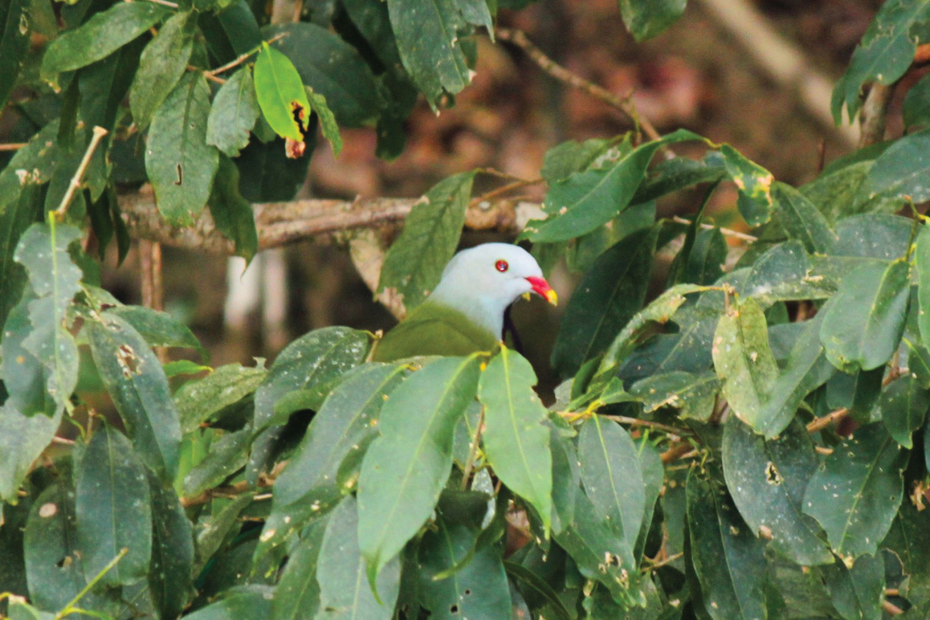 Crocodile Express Daintree River Cruise departing from Daintree Ferry Gateway & Daintree Discovery Centre Unlimited Pass
