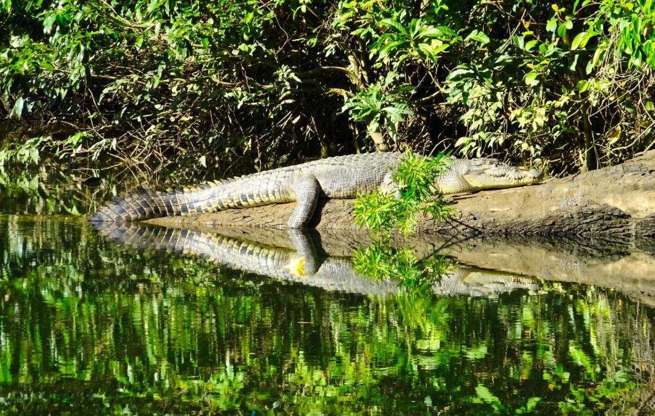daintree rainforest croc cruise