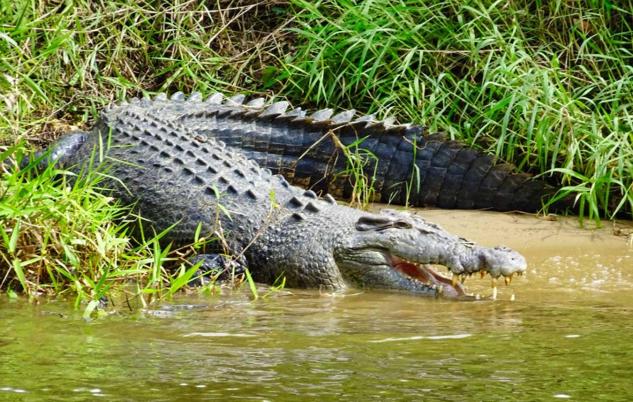 Crocodile Express Daintree Rainforest & Wildlife Cruise (from Daintree