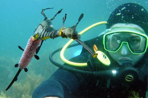 Guided Dive with Gear Hire - Certified Divers