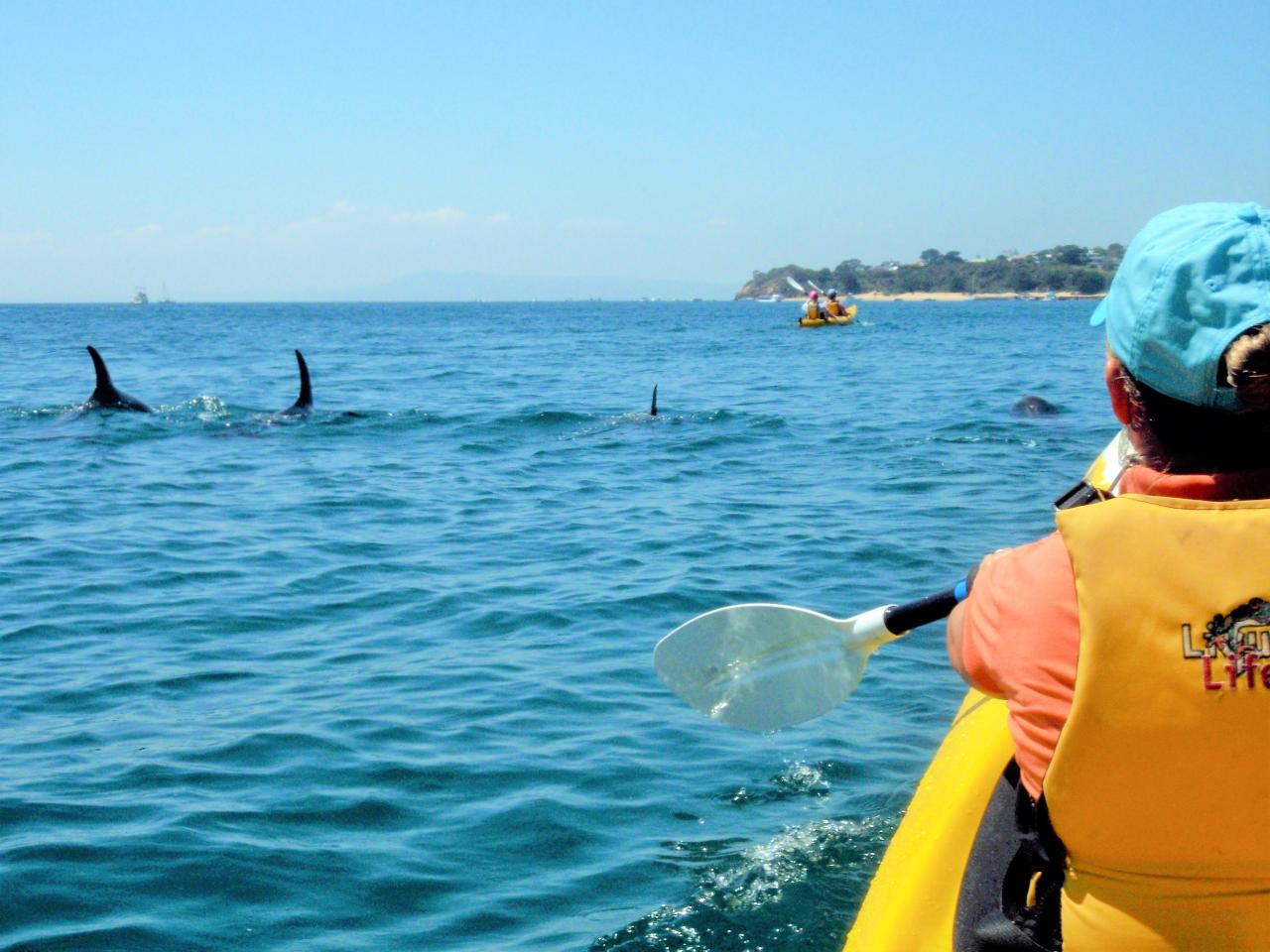 Byron Bay Dolphin Kayaking Tour