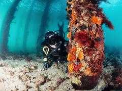 Private - Guided Scuba Dive 