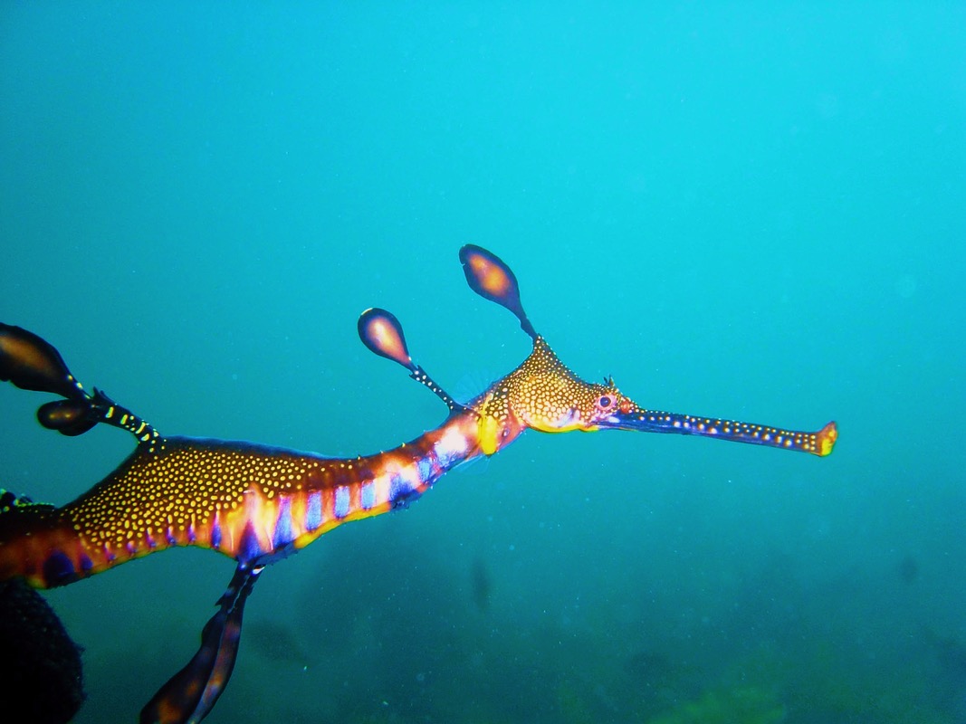 Snorkel with Sea Dragons