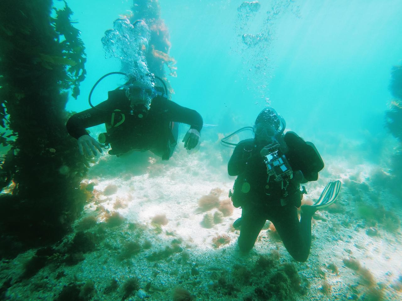 Guided Scuba Dive Certified Divers Bayplay Adventure Tours Pty Ltd
