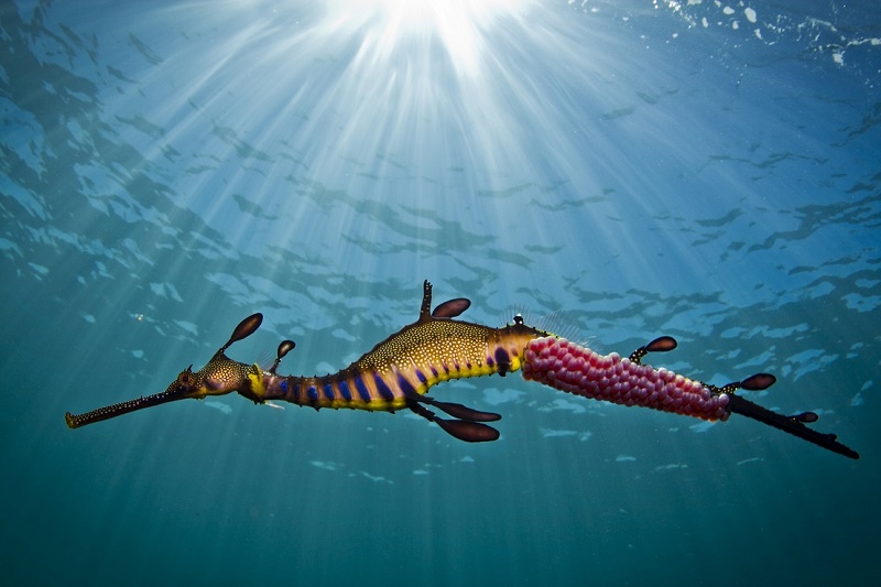 Snorkel with Sea Dragons