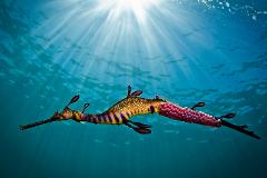 Snorkel with Sea Dragons