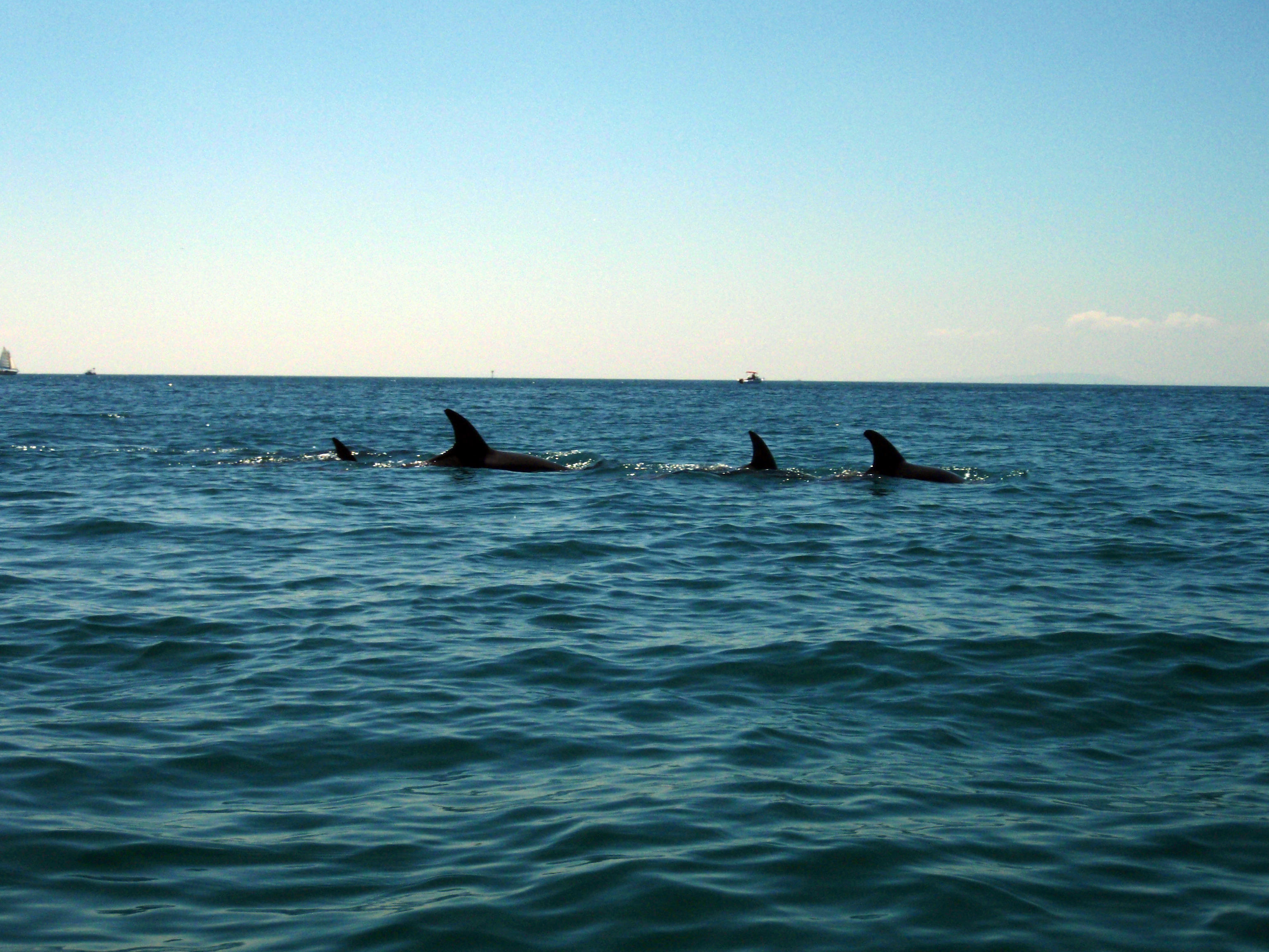 Sea Kayak Tour - Dolphin Sanctuary