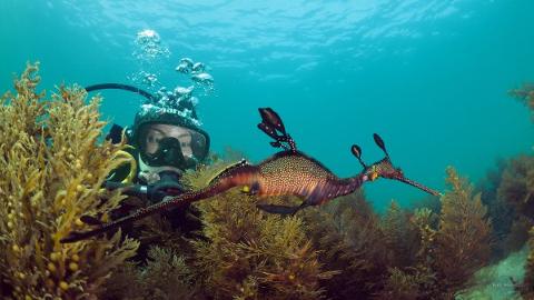 Private Guided Dive with Gear Hire - Certified Divers
