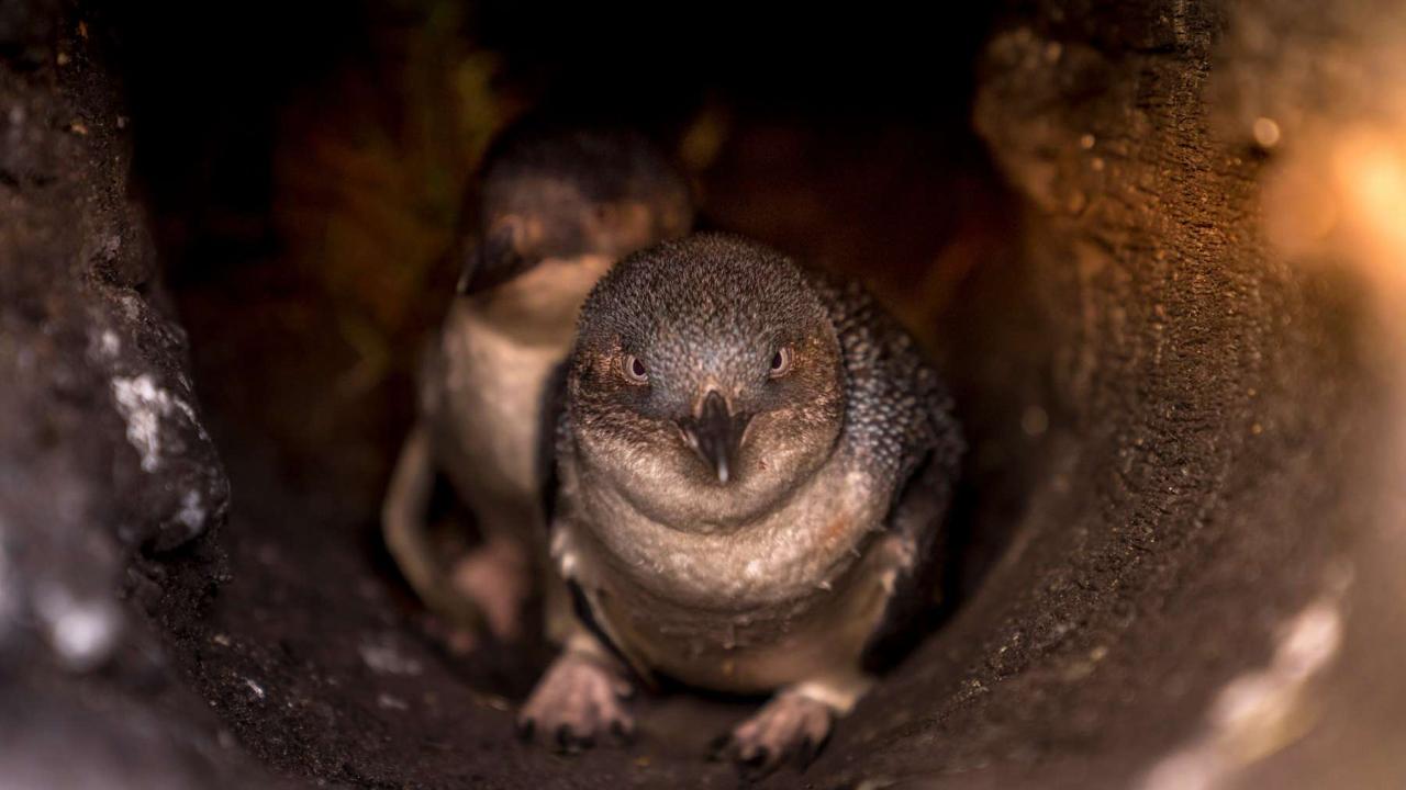 bicheno penguins tour