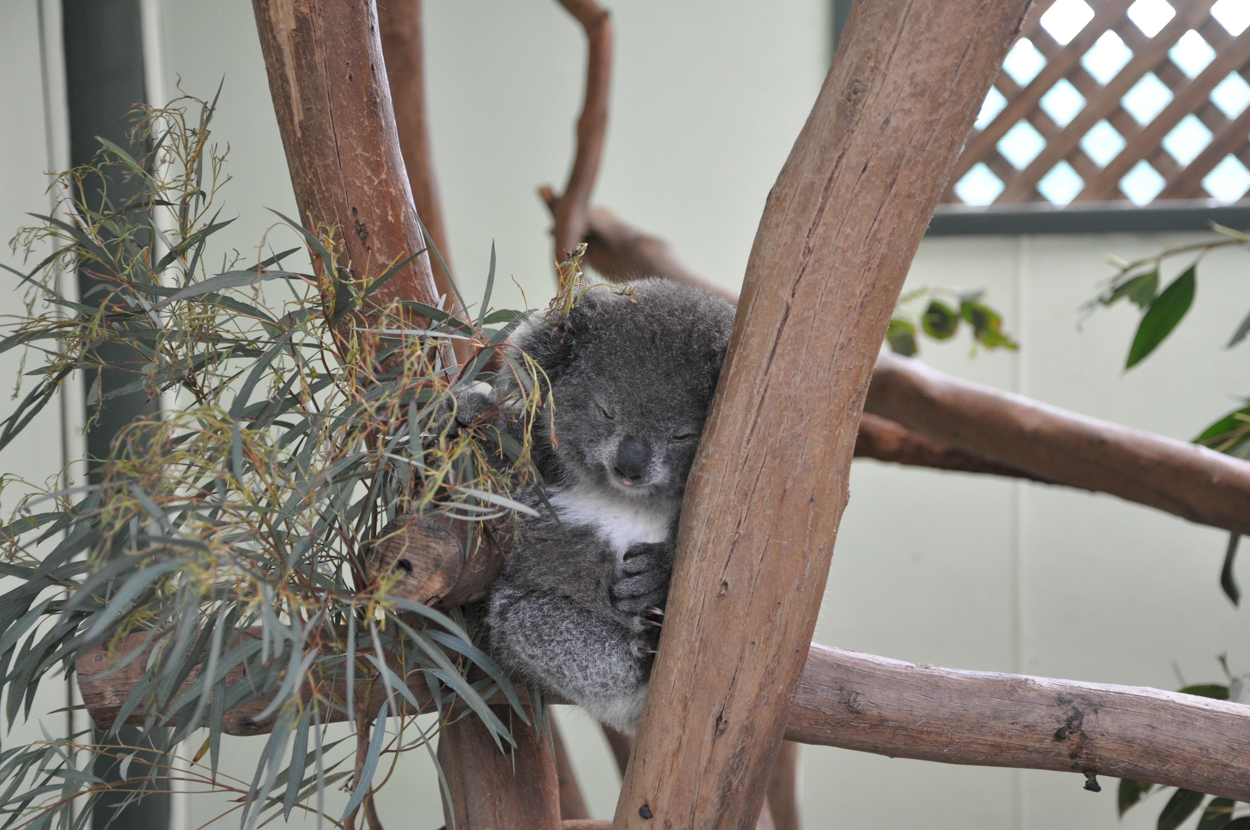 Diamond Tours Blue Mountains All Inclusive Tour